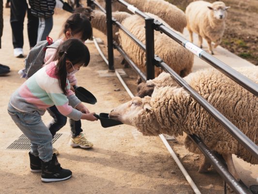 Two children feeding a sheep demonstrating how to teach your children about charity by volunteering at an animal shelter
