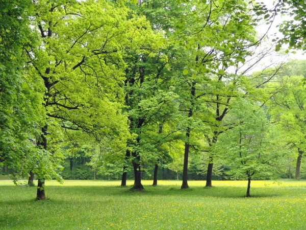 Trees in an open green park