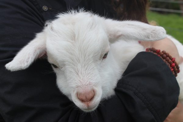 A white lamb in a person's arms