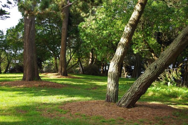 Trees in a green park