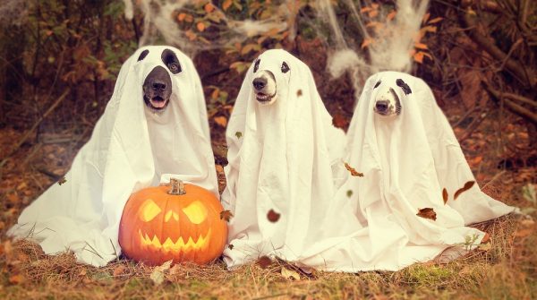 Three dogs in halloween costumes