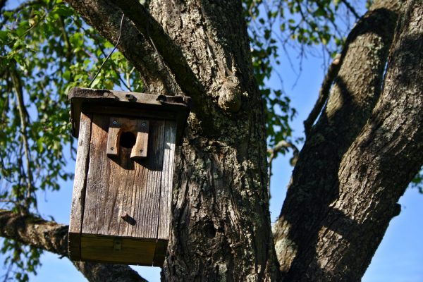 A bird house in a tree