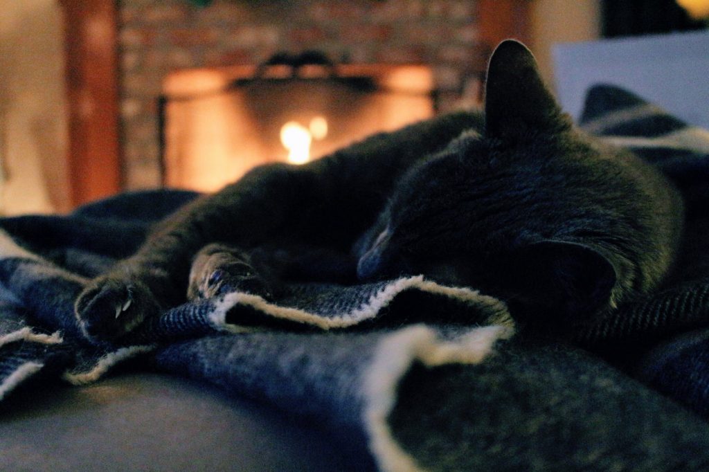 A cat sleeping by a fire