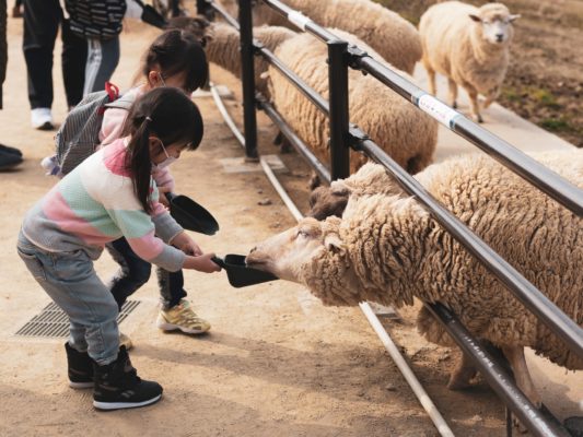 Two children feeding a sheep demonstrating how to teach your children about charity by volunteering at an animal shelter 