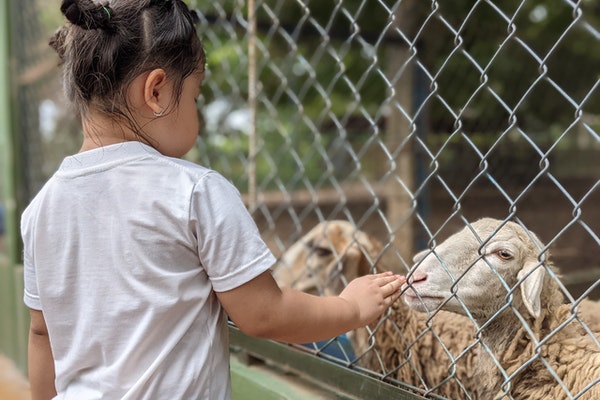 girl feeding a sheep at a farm to represent family days out in Wales